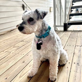 Paw Spa - My poor dog after Paw Spa trimmed her - Pet Groomers Near Me - Alexandria, Virginia
