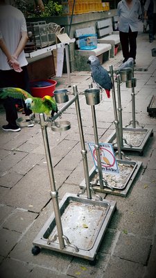 Yuen Po Street Bird Garden by null