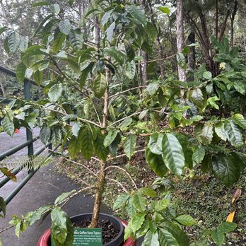 Mountain Thunder Coffee Plantation - A coffee tree. - Coffee & Tea Near Me - Kailua-Kona, Hawaii