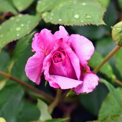 Sara Hite Memorial Rose Garden - Roses are in bloom as of 5/2020