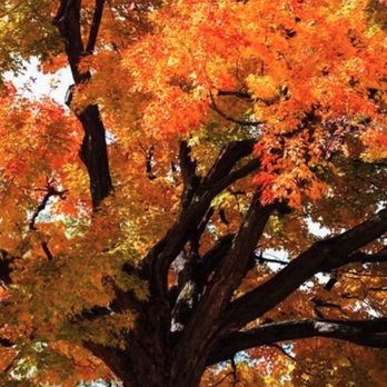 Maple Cremation - Pet Cremation Services Near Me Maple Cremation - Pet Cremation Services Near Me