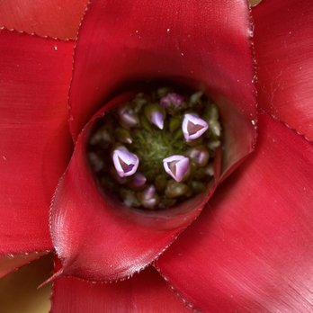 Shelldance Orchid Gardens - Nurseries & Gardening Near Me - Pacifica, California