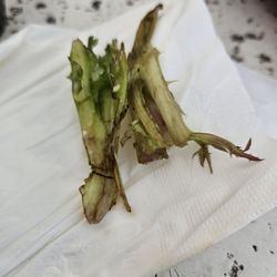 Hogan's Hangout - More wilted lettuce from the Blackened Shrimp Cobb Salad.