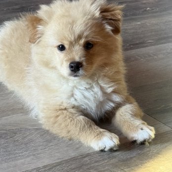Posh Pets Rescue - Animal Shelters Near Me - Long Beach, New York