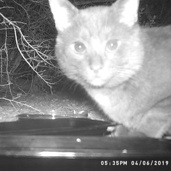 Critter Getter Pest Control - Just one of the cats gone. - Pest Control Near Me Critter Getter Pest Control - Just one of the cats gone. - Pest Control Near Me