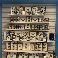 The Mailing Store - Butterfly lovers !! We got something for you too!