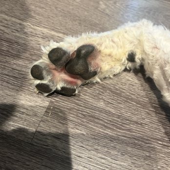 Four Paws Grooming - Pet Groomers Near Me - Everett, Massachusetts