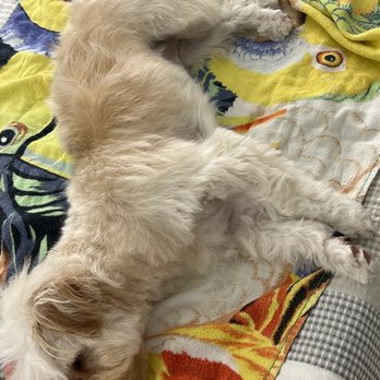 Best Friends A La Petite - It's almost a joke - Pet Groomers Near Me - Naples, Florida Best Friends A La Petite - It's almost a joke - Pet Groomers Near Me - Naples, Florida