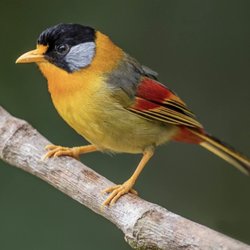 Bird