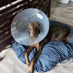 Riverbank Animal Hospital - Chilling no pain