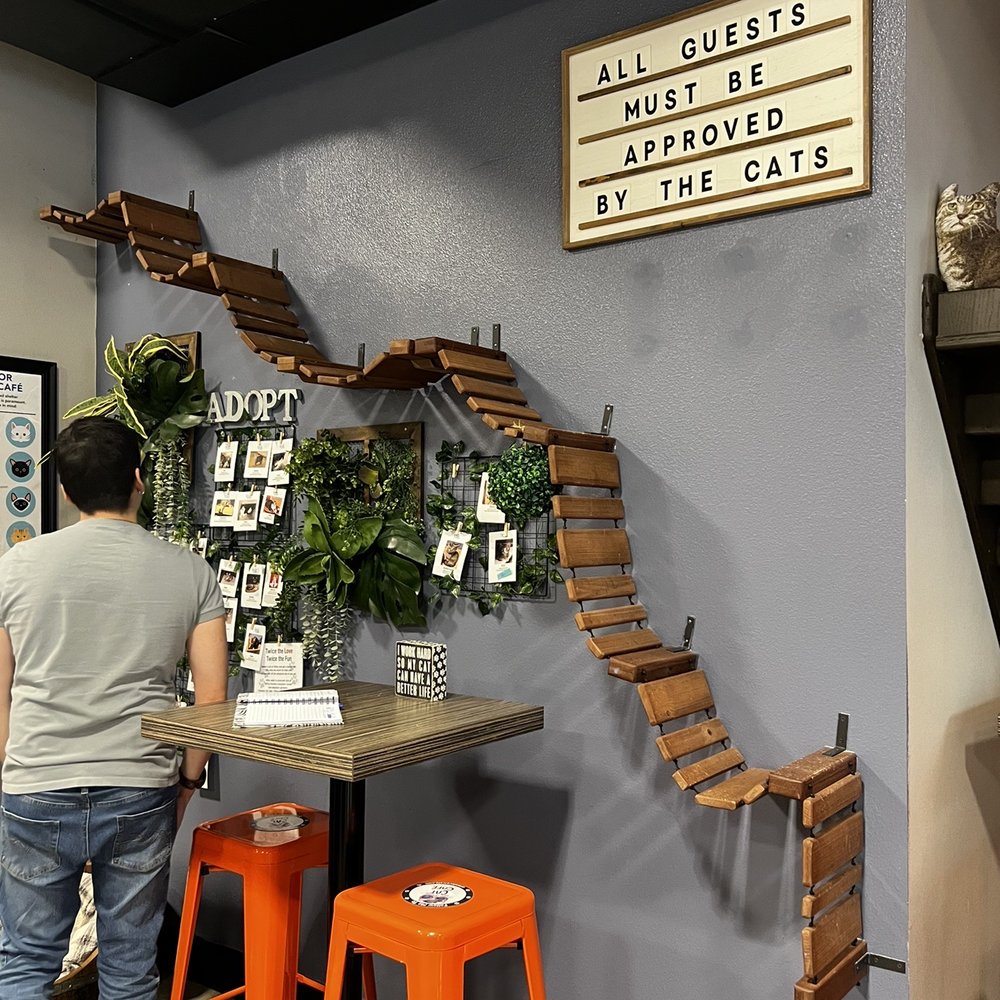 Orlando Cat Cafe - Inside - Animal Shelters Near Me - Clermont, Florida