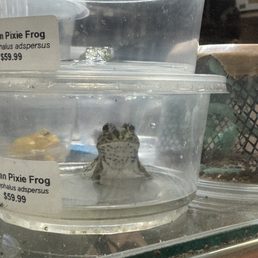 Frogs in store
