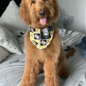 Happy Dog Wash - Pet Groomers Near Me - Orlando, Florida Happy Dog Wash - Pet Groomers Near Me - Orlando, Florida