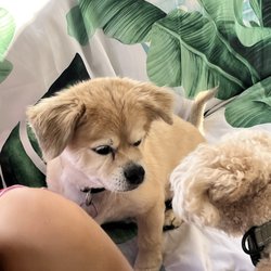Playful Pal Pet Care - Buster with one of his new pals.