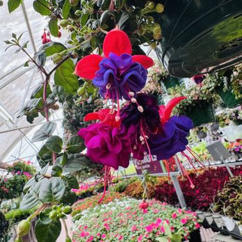 Nicks Garden Center - Nurseries & Gardening Near Me - Aurora, Colorado Nicks Garden Center - Nurseries & Gardening Near Me - Aurora, Colorado
