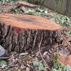 Pema Tree Service