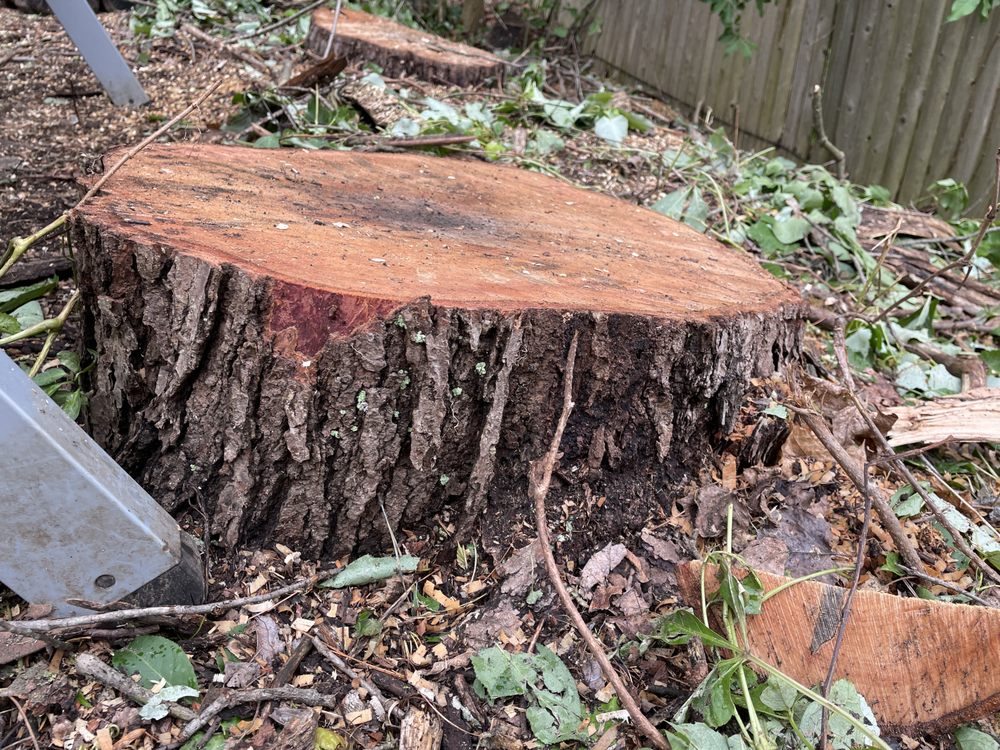 Pema Tree Service - tree service in Revere, MA