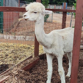 Kindred Spirits Care Farm - Mr. Q the alpaca - Animal Shelters Near Me - Chatsworth, California Kindred Spirits Care Farm - Mr. Q the alpaca - Animal Shelters Near Me - Chatsworth, California