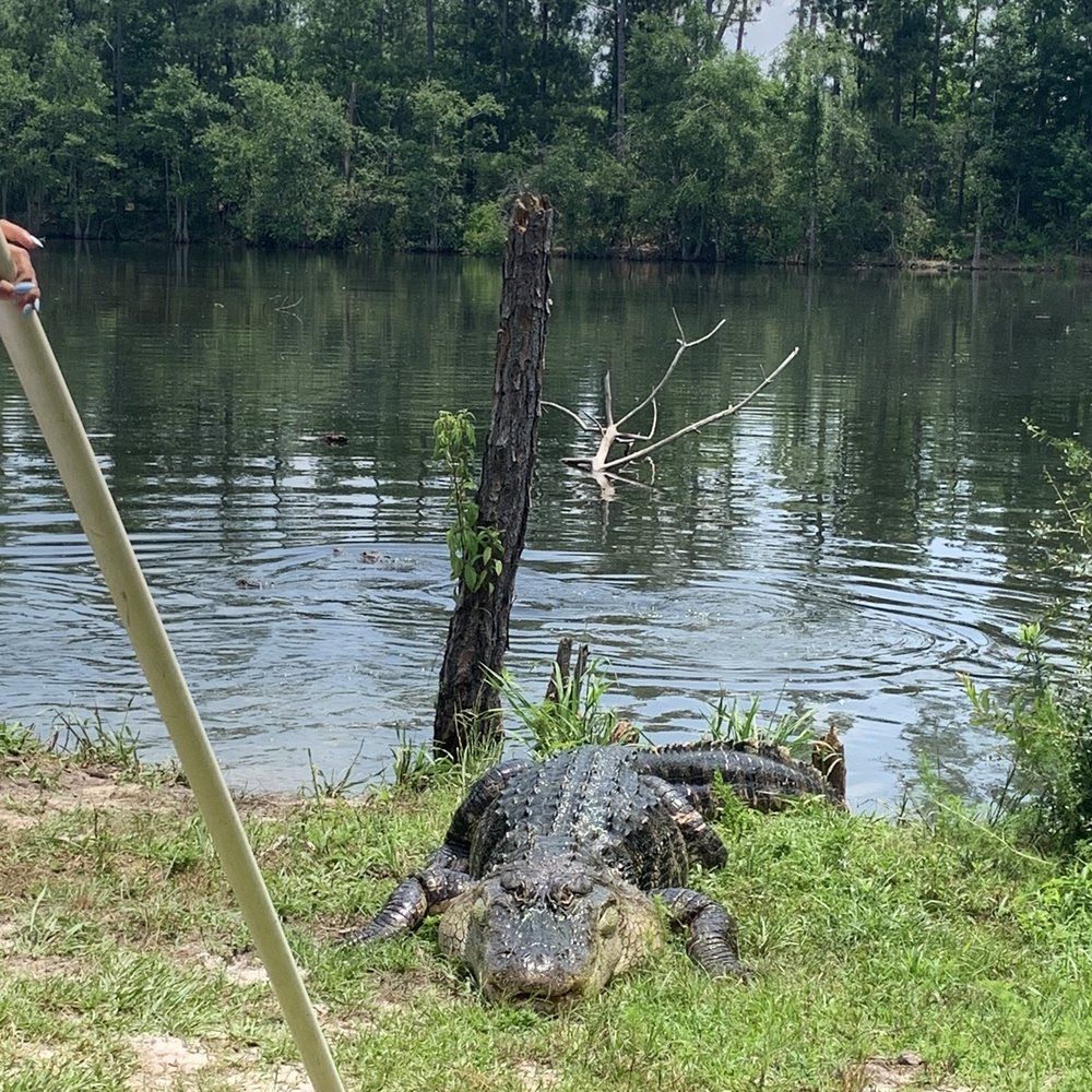 Orange Hill Gator Farm - Elvis, he's a big fella. - Tours Near Me - Chipley, Florida Orange Hill Gator Farm - Elvis, he's a big fella. - Tours Near Me - Chipley, Florida