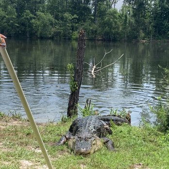 Orange Hill Gator Farm - Elvis, he's a big fella. - Tours Near Me - Chipley, Florida Orange Hill Gator Farm - Elvis, he's a big fella. - Tours Near Me - Chipley, Florida