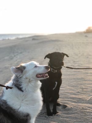 Edisto Beach State Park by null