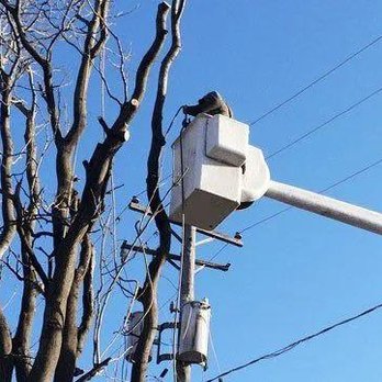 Cesar's Tree Service - Tree Services Near Me Cesar's Tree Service - Tree Services Near Me