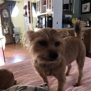 Land Of Paws - Cuda groomed by Monica - Pet Groomers Near Me - Simi Valley, California Land Of Paws - Cuda groomed by Monica - Pet Groomers Near Me - Simi Valley, California