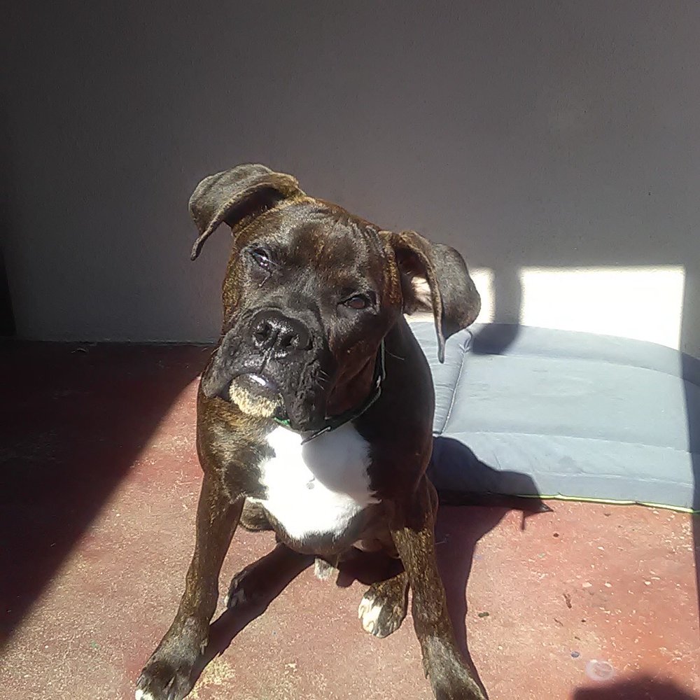 A A Comet Dog Training Services - Special needs "wobbler" boxer - Pet Training Near Me