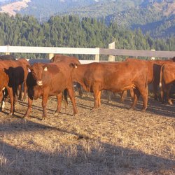 Bear River Valley Beef - Our Red Devon Cattle are renowned for their great flavor, juicy and tender.