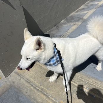 Bubble Up Dog Wash - Pet Groomers Near Me - Santa Ana, California