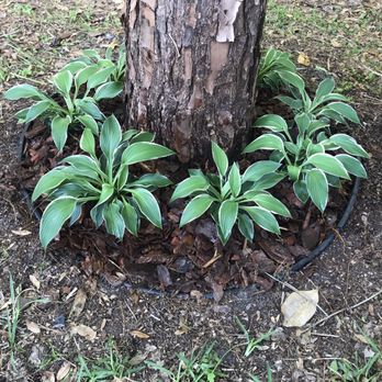 The Green House Nursery - Forgot to take a picture at the nursery, but these are all plants we purchased there and planted in our yard! - Landscaping Near Me - Newberry, Florida