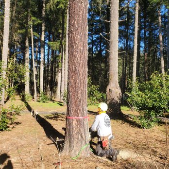 1. Ventura Tree Service
