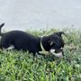Photo of West Roseville Veterinary Hospital