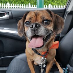 The Woof & Meow Spa - Post groom, happy pup