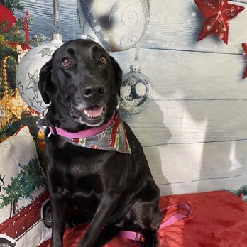 Sandy's Grooming - Clean Doggo - Pet Groomers Near Me - Orange, California Sandy's Grooming - Clean Doggo - Pet Groomers Near Me - Orange, California