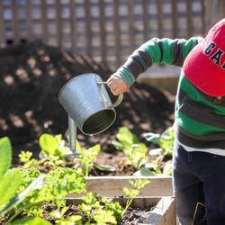 Global Montessori International School - Campus has various gardening areas used year round
