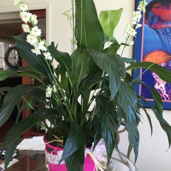 The Flower Studio - This is what $75 plus delivery fee will get you from The Flower Studio... - Florists Near Me - Altamonte Springs, Florida The Flower Studio - This is what $75 plus delivery fee will get you from The Flower Studio... - Florists Near Me - Altamonte Springs, Florida