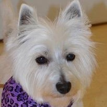 Dogs by Design - Pet Groomers Near Me - Douglas, Michigan Dogs by Design - Pet Groomers Near Me - Douglas, Michigan