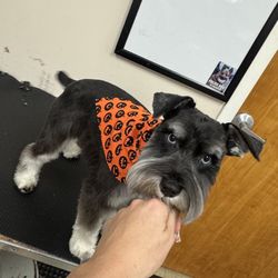 Pampered Pet Canine Center