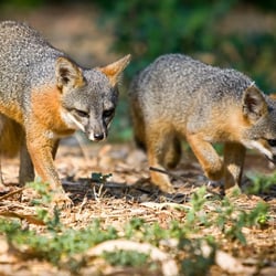 The Nature Conservancy - I was unable to zoom in at the ones I saw, so I borrowed this pix of the island foxes...