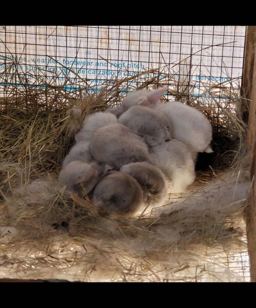 WIDE OPEN SAFARI & PETTING ZOO 601 Holly Ridge Rd, Holly Ridge, North