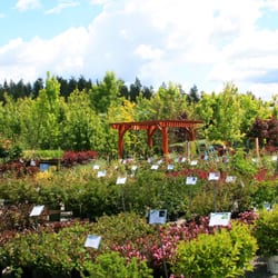 Aspen Nursery