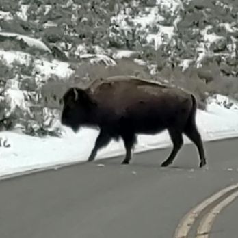 Yellowstone Excursions - Bison Crossing - Yellowstone Park - Lamar Valley Jan, 18, 2026 - YELLOWSTONE EXCURSIONS - Tours Near Me