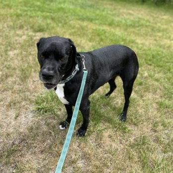 Chubby Wienerz - Dog Walkers Near Me