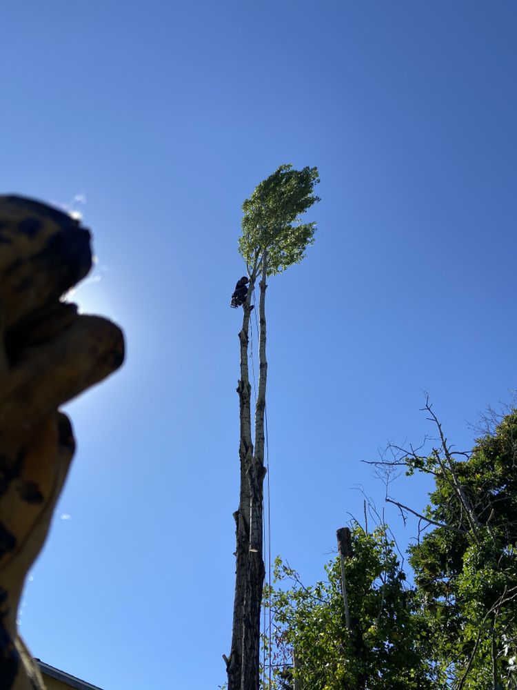 Sound Tree Care - tree service in Seattle, WA