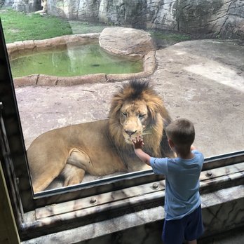 Cameron Park Zoo - Lion close up - Zoos Near Me - Waco, Texas Cameron Park Zoo - Lion close up - Zoos Near Me - Waco, Texas