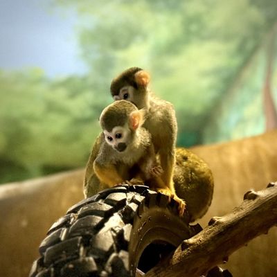 Wildlife World Zoo, Aquarium & Safari Park by null