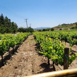 Temecula Valley Cable Car Wine Tours - As close as we got to the vines, from the cablecar