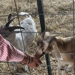 Sunny Oaks Farm - Feeding some mini goats