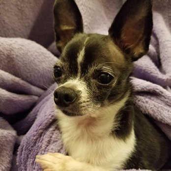 The Pampered Pup - Minnie - Pet Groomers Near Me - Bartlett, Illinois